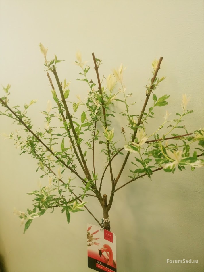 Salix Integra Flamingo 1