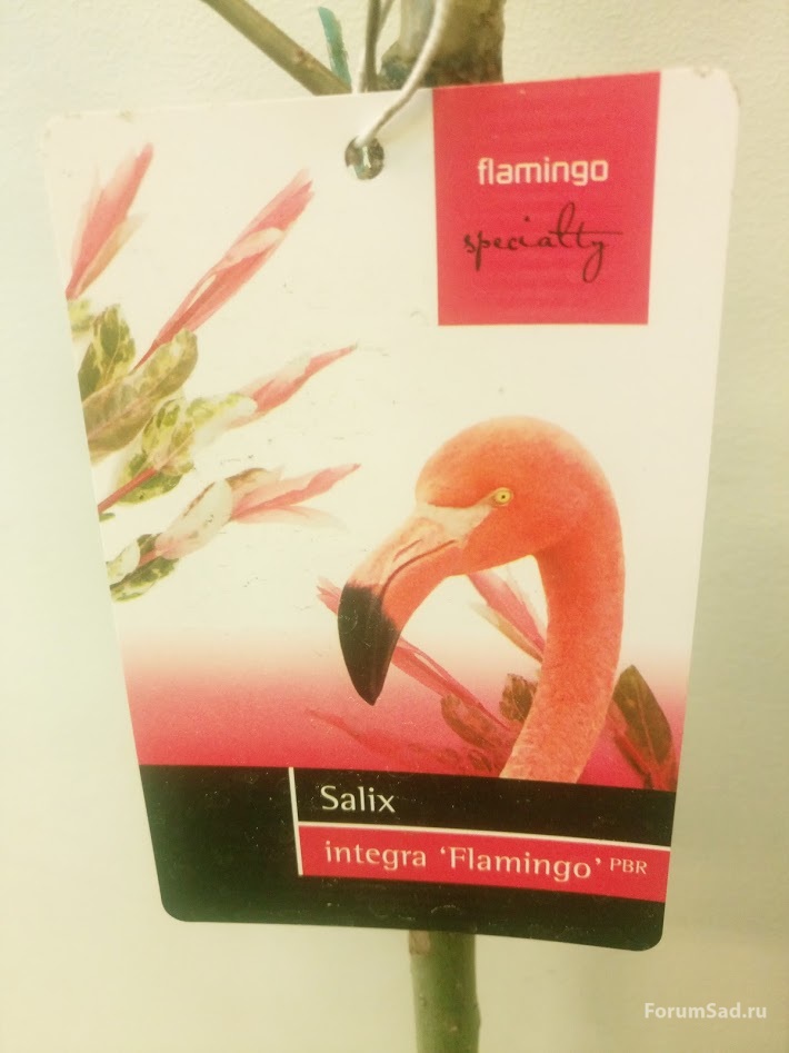 Salix Integra Flamingo