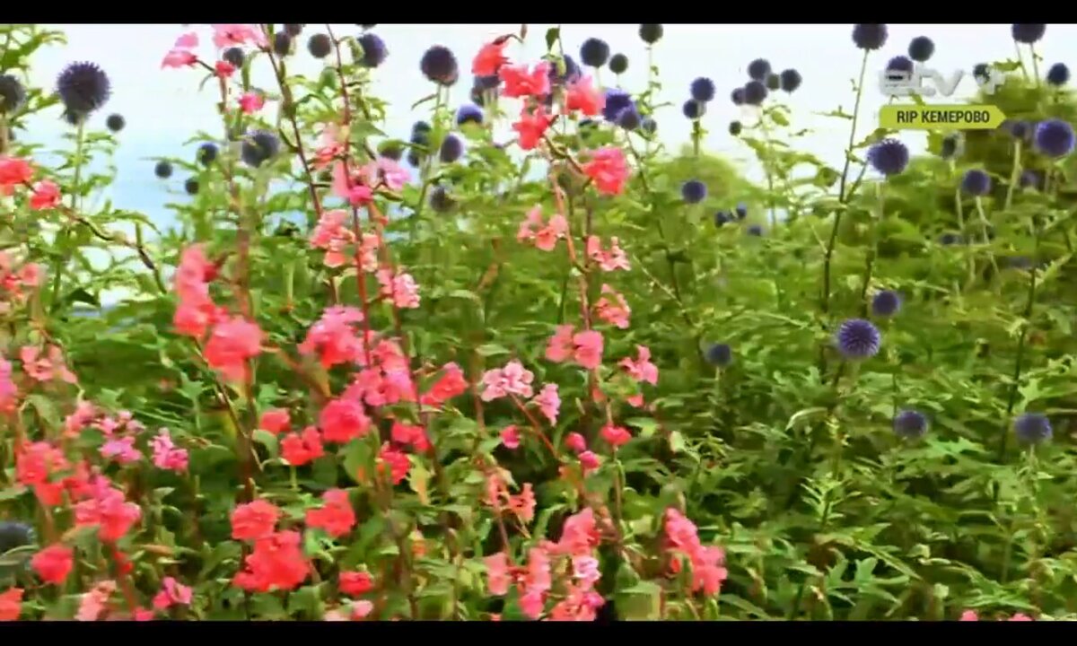 Screenshot_20260527_101946_com.yandex.browser