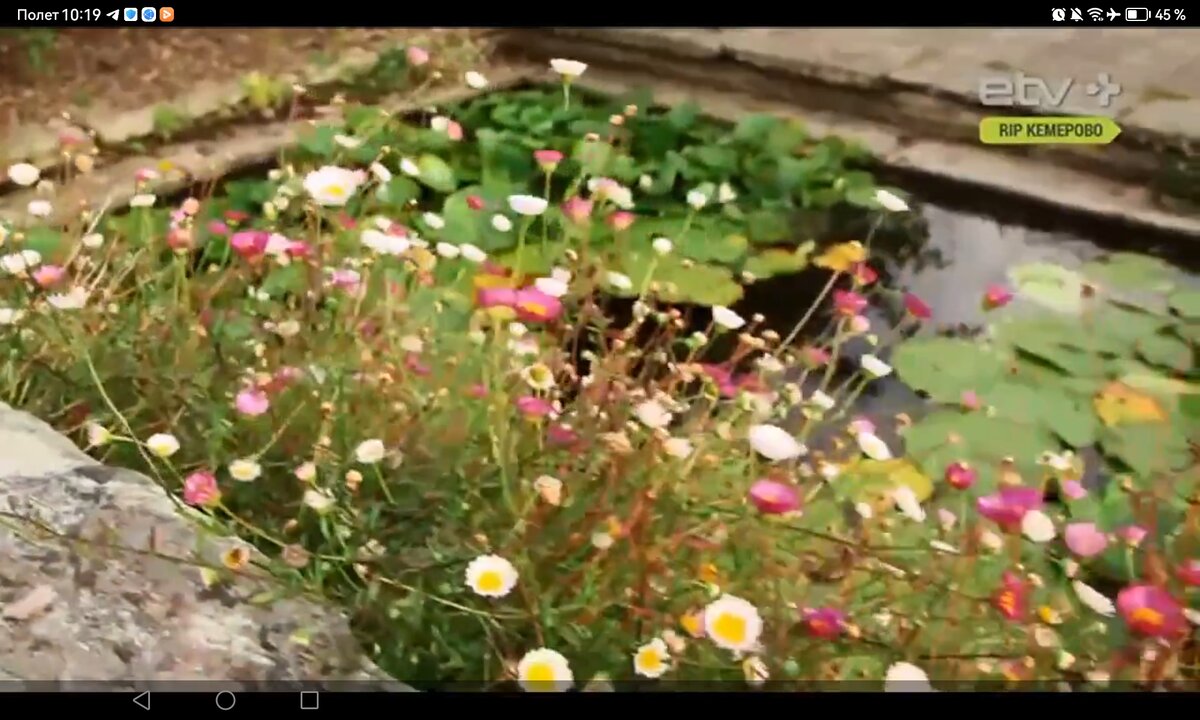 Screenshot_20260527_101951_com.yandex.browser