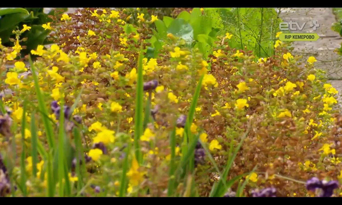Screenshot_20260527_102147_com.yandex.browser
