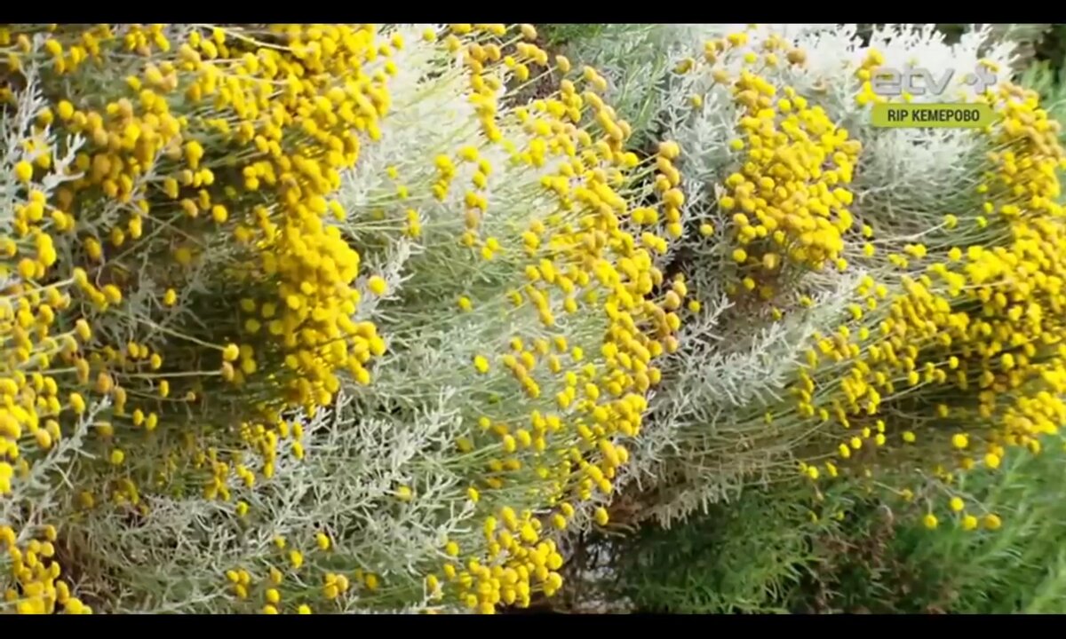 Screenshot_20260527_102239_com.yandex.browser
