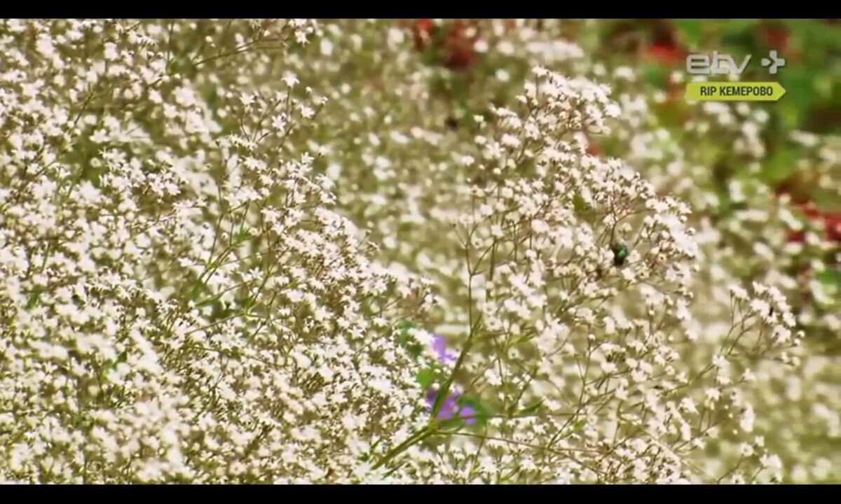 Screenshot_20260527_102320_com.yandex.browser