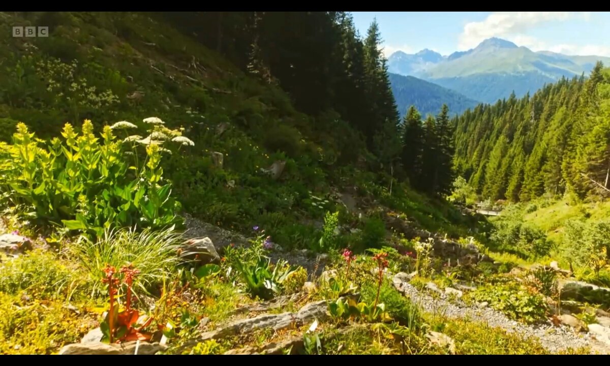Screenshot_20260529_090541_com.yandex.browser