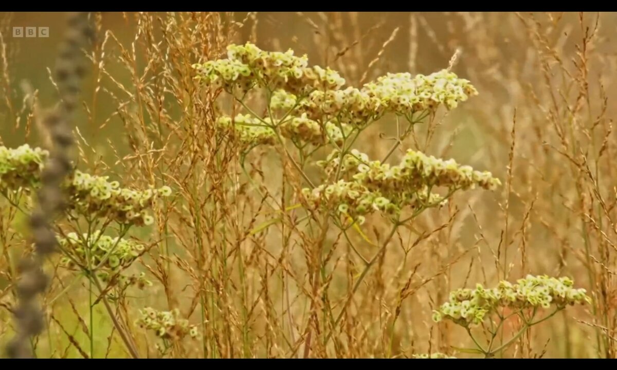 Screenshot_20260529_150335_com.yandex.browser