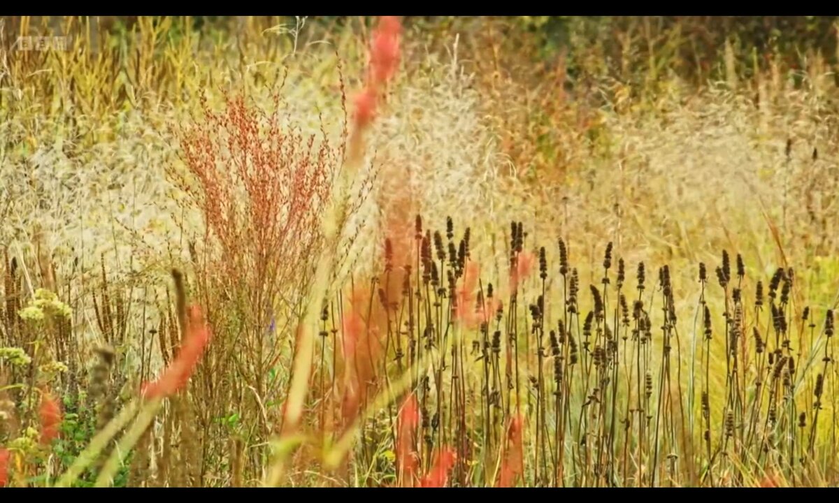 Screenshot_20260529_150347_com.yandex.browser