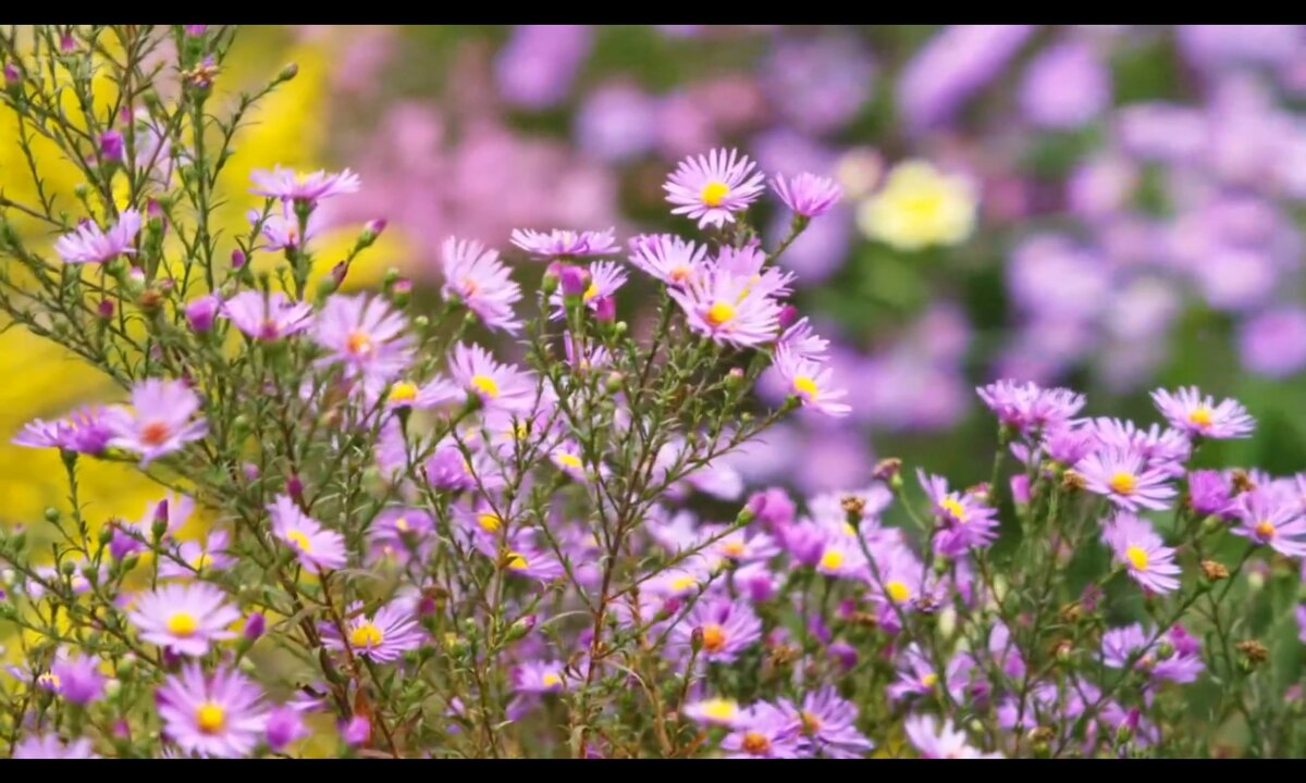 Screenshot_20260529_150922_com.yandex.browser