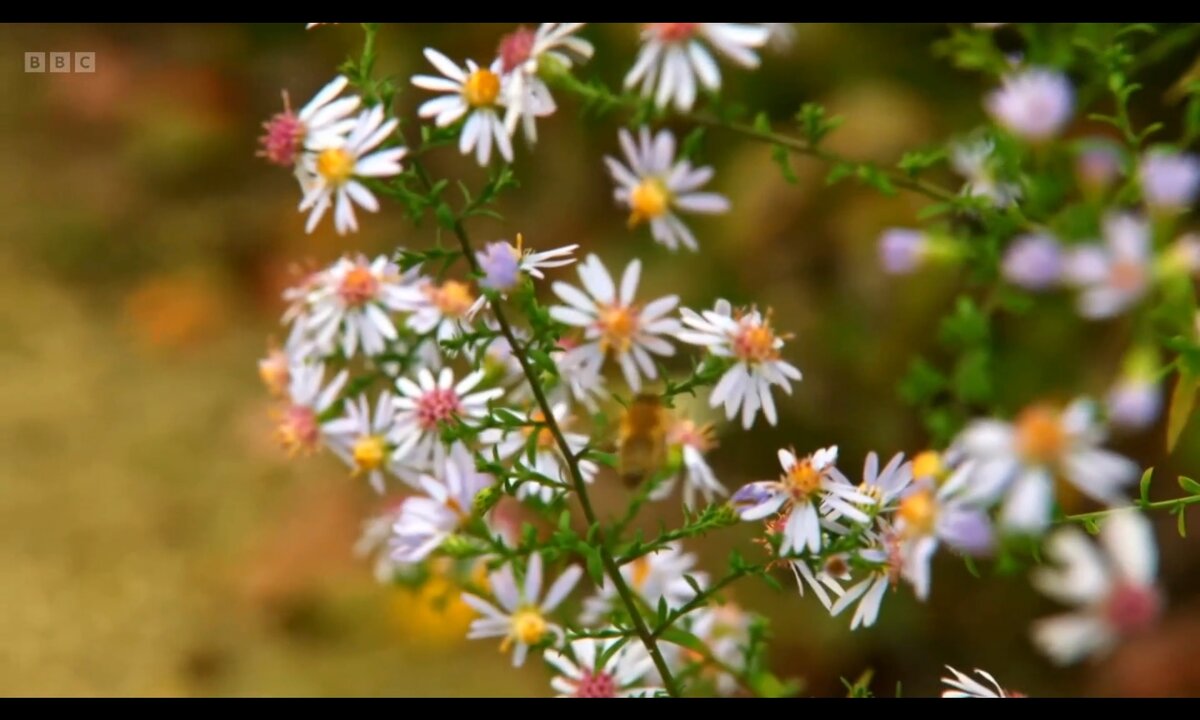 Screenshot_20260529_151719_com.yandex.browser