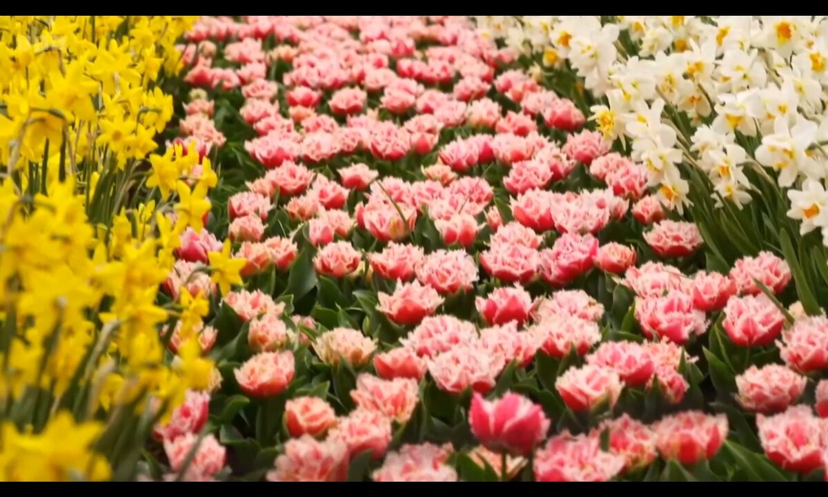 Screenshot_20260529_152749_com.yandex.browser