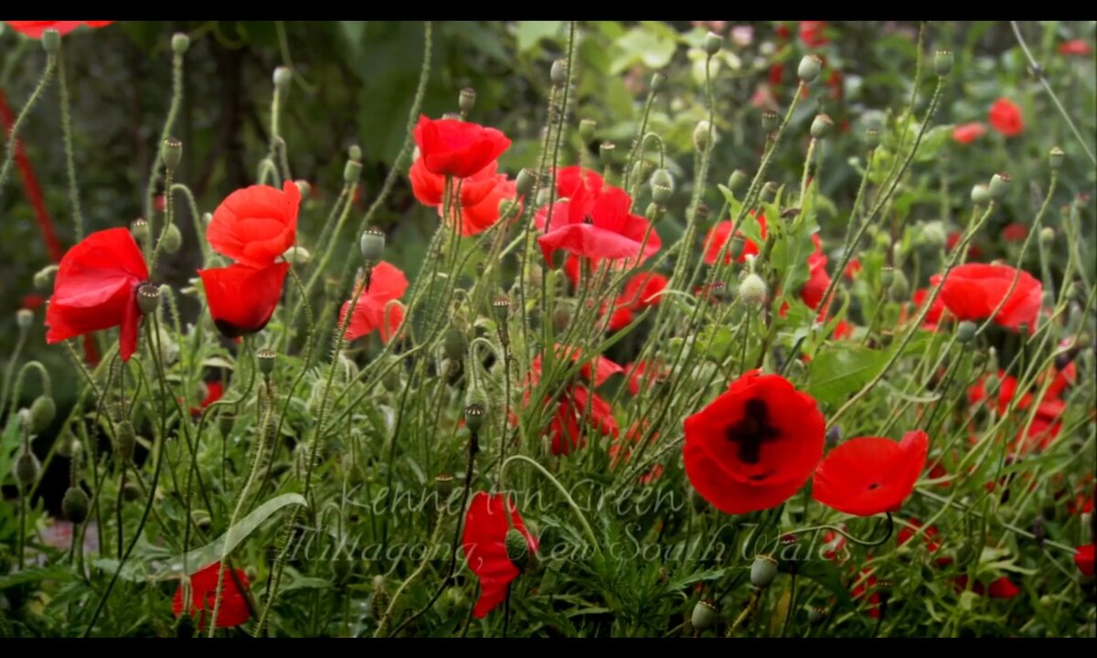 Screenshot_20260531_173224_com.yandex.browser