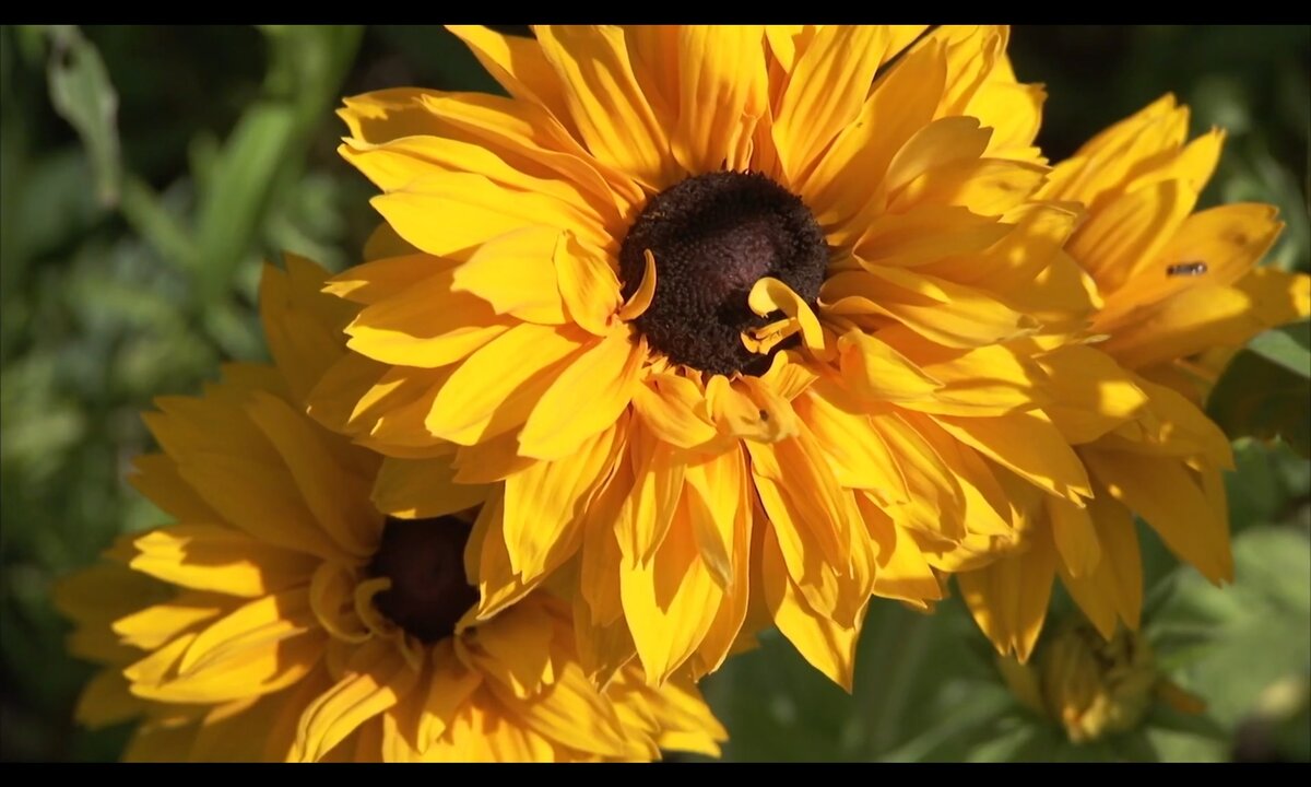Screenshot_20260603_093200_com.yandex.browser