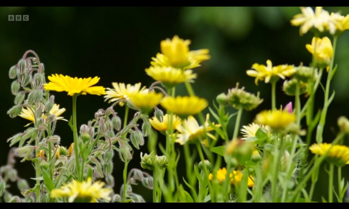 Screenshot_20260611_091147_com.yandex.browser