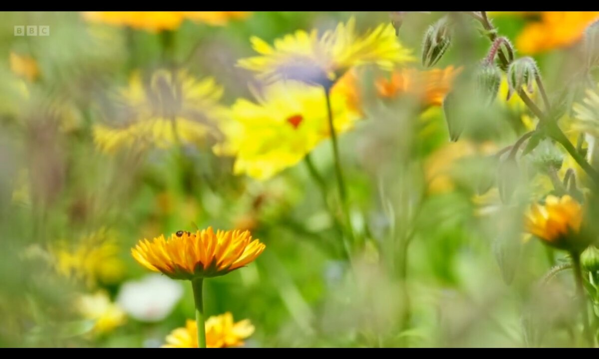 Screenshot_20260611_091150_com.yandex.browser