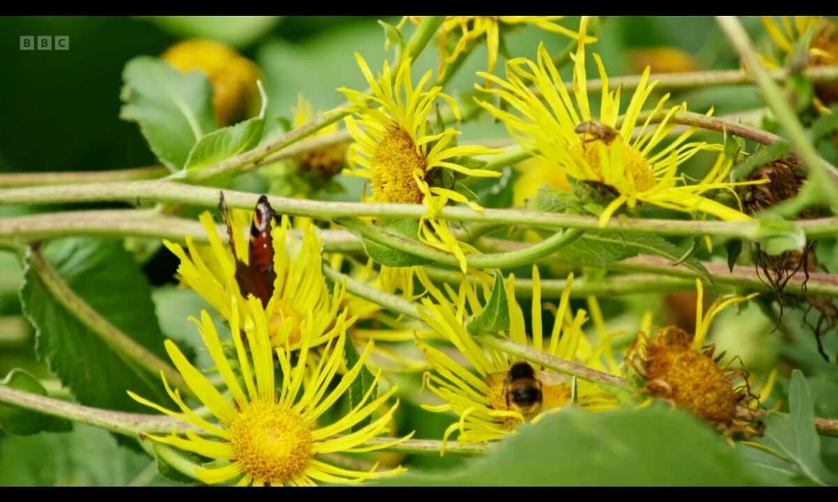 Screenshot_20260611_092410_com.yandex.browser