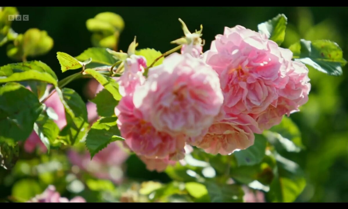 Screenshot_20260612_223651_com.yandex.browser