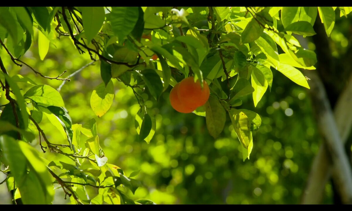 Screenshot_20260614_124845_com.yandex.browser