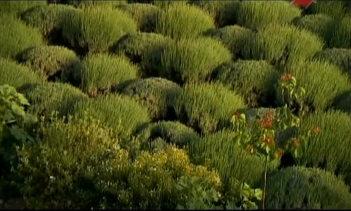Screenshot_20260616_124229_com.yandex.browser